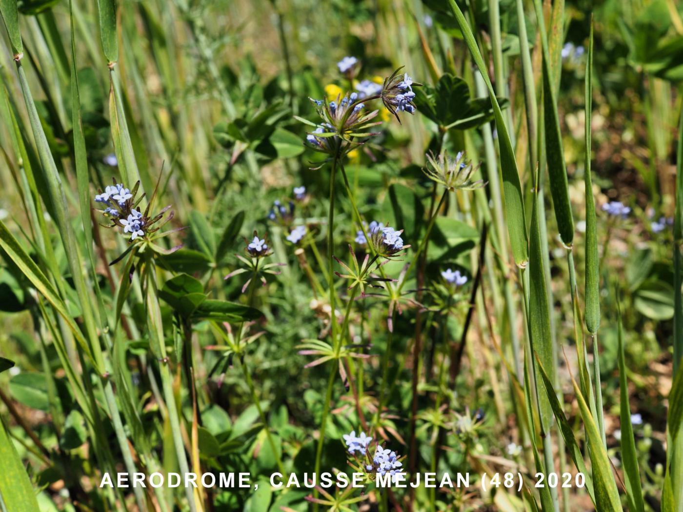 Woodruff, Blue plant